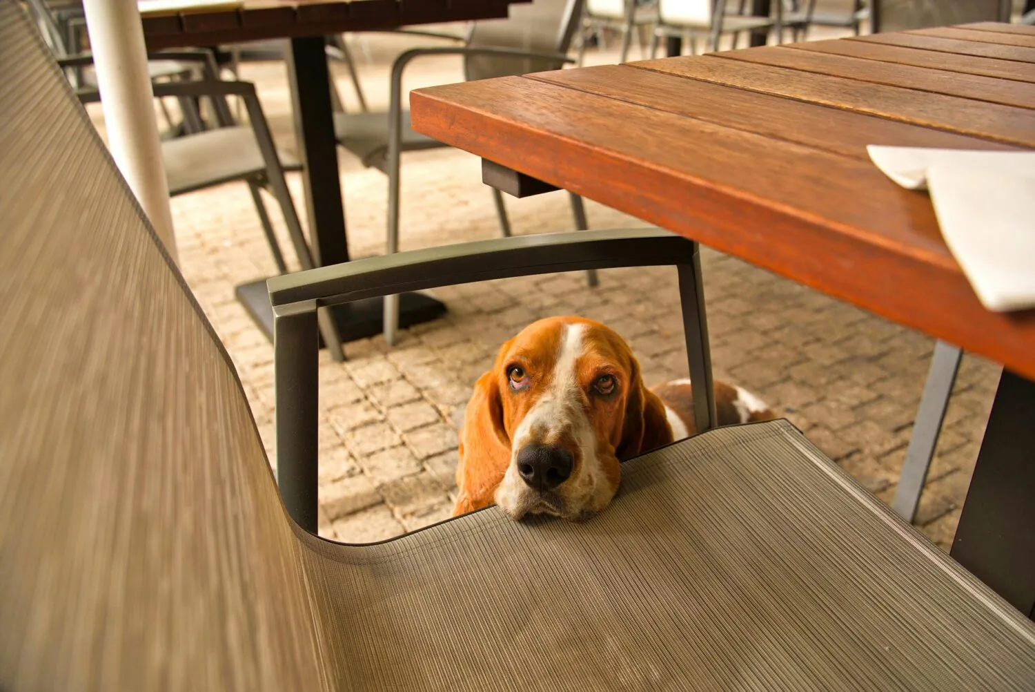 Dog resting its head on a café chair under an outdoor table
